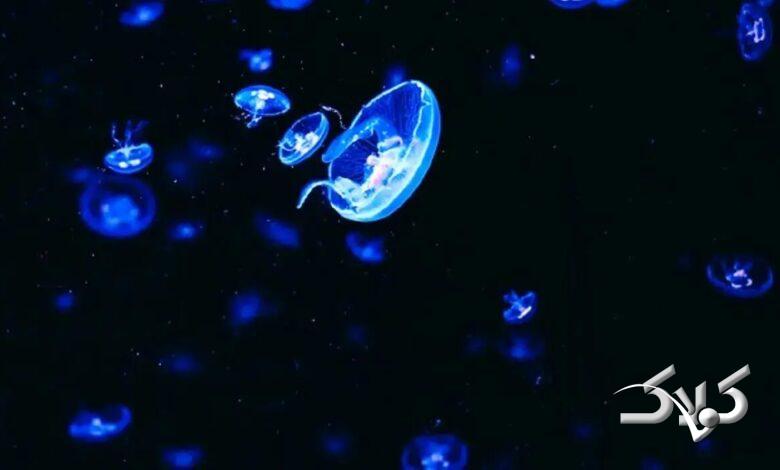 عروس دریایی