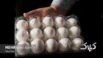 پیشبینی قیمت تخممرغ، از هر شانه ۳۶۰۰۰۰ تا ۴۲۰۰۰۰ تومان