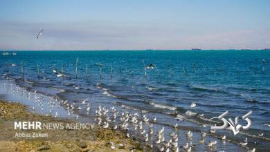 وضعیت جوی و دریایی استان بوشهر آرام است