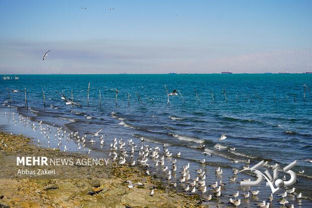 وضعیت جوی و دریایی استان بوشهر آرام است