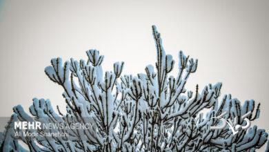 بارش برف و خوشحالی مردم استان سمنان؛ هوا سردتر میشود