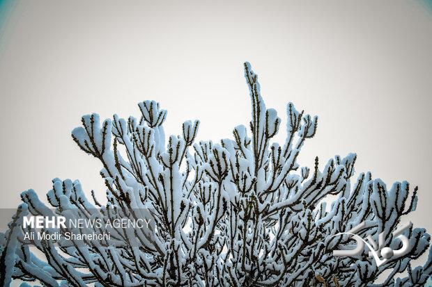 بارش برف و خوشحالی مردم استان سمنان؛ هوا سردتر میشود