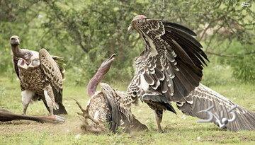 آیا حیوانات هم به بهشت میروند؟