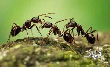 عظمت لشکر سلیمان و ترس مورچهای از غفلت؛ روایتی اخلاقی از خطر فراموشی خدا
