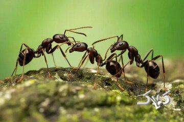 عظمت لشکر سلیمان و ترس مورچهای از غفلت؛ روایتی اخلاقی از خطر فراموشی خدا