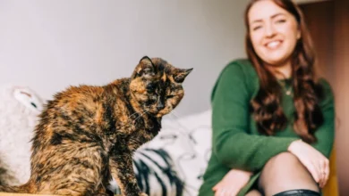 فلوسی گربه گینس