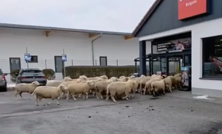 ورود گوسفندان به فروشگاه در آلمان