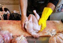 شوک بزرگ قیمتی در بازار مرغ / قیمت مرغ ۱۵۰ هزار تومان شد