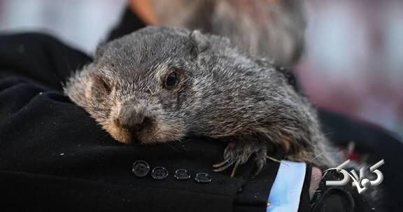 پیشبینی موش مشهور آمریکایی؛ بهار امسال دیرتر از راه میرسد +ویدیو