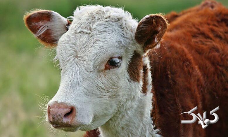 گوساله - حیوان گاو