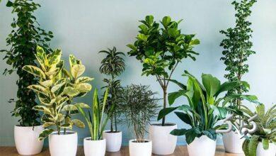 گیاهان آپارتمانی