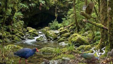 پرندگان منقرضشده