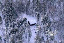 سردترین جنگل جهان