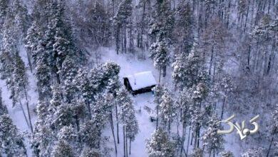 سردترین جنگل جهان