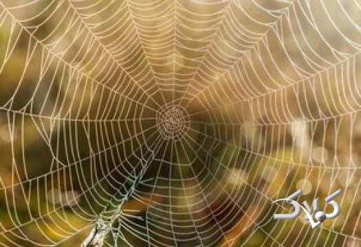 عنکبوت