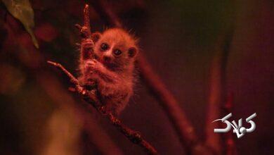 گونه نادر کندلوک