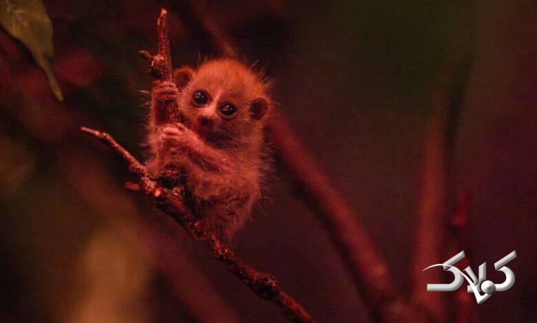 گونه نادر کندلوک