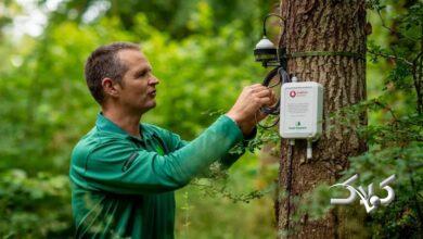 وقتی جنگلها با هم چت میکنند