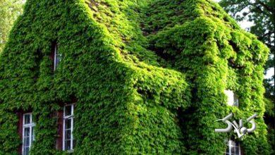 مقاومت گیاهان