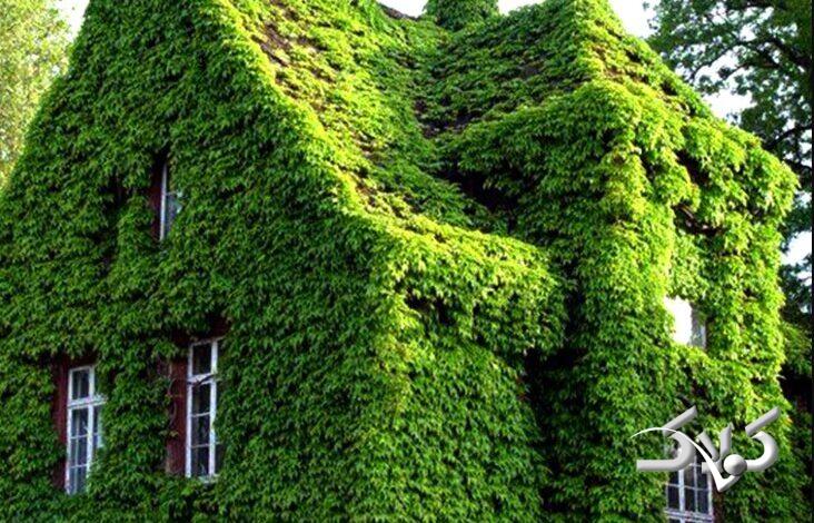 مقاومت گیاهان