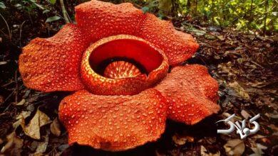 بزرگترین گل جهان