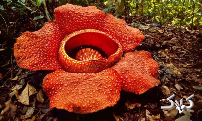 بزرگترین گل جهان