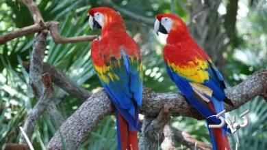 طوطیهای برزیلی