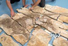 اژدهای خاردار