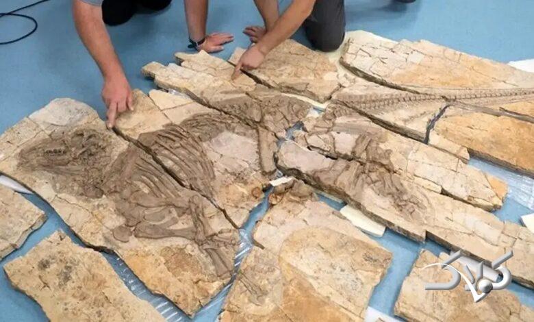 اژدهای خاردار