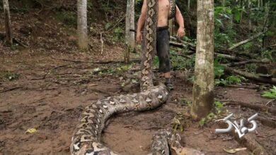 درازترین مار وحشی جهان