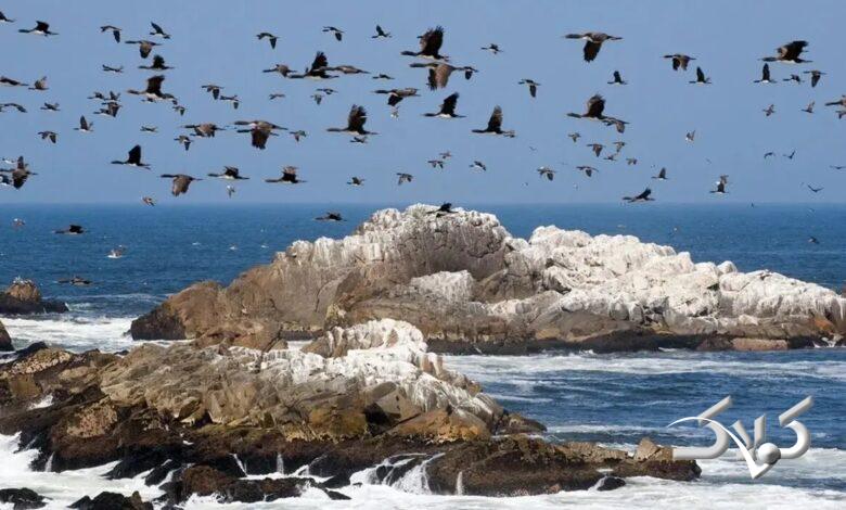 پرندگان دریایی