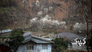 بهار زودرس - گیلان - بهار