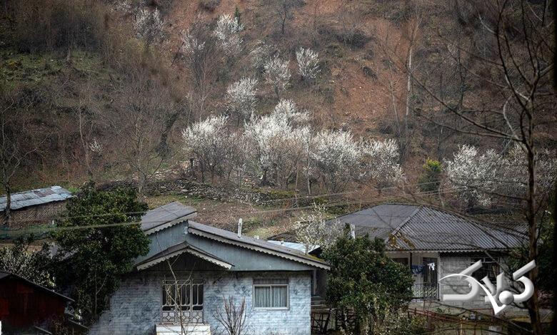 بهار زودرس - گیلان - بهار