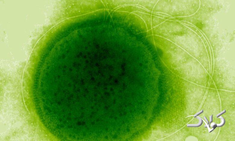 مقاومت در برابر اشعه