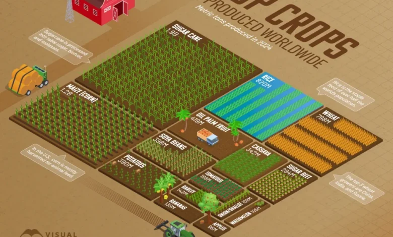 تولید محصولات کشاورزی ۲۰۲۴