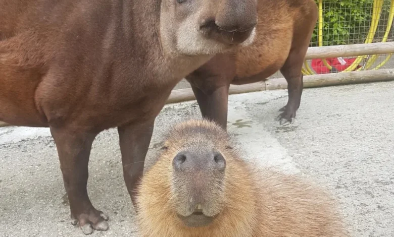 دوستی حیوانات باغوحش