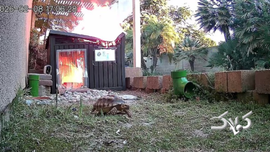 فرار لاک پشت از آتش