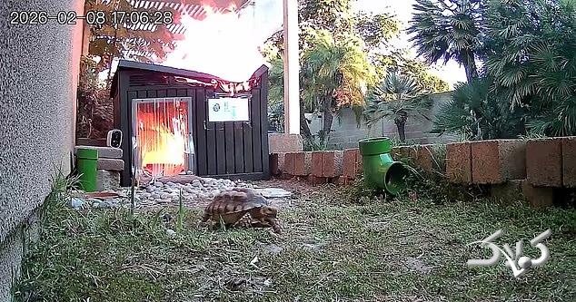 فرار لاک پشت از آتش