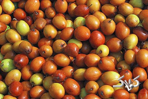 میوه کنار