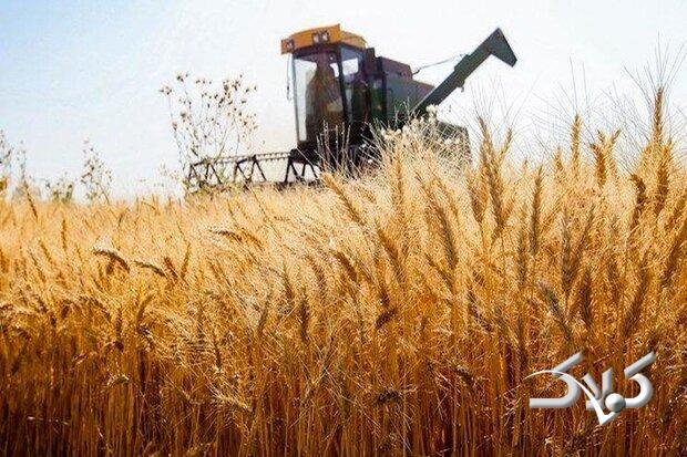خبر خوش دولت به گندمکاران