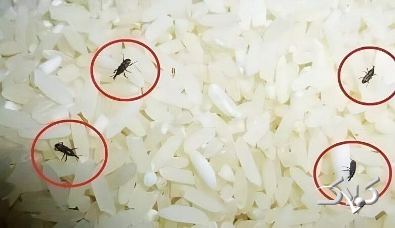 برنج را چطور تا یک سال بدون کرم و جوجو نگه داریم؟ ؛ ۷ راز ساده اما حرفهای