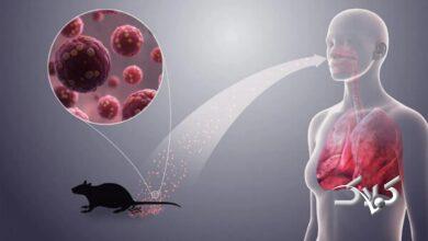 پاتک اروپا به هانتاویروس؛ دارو از راه رسید!
