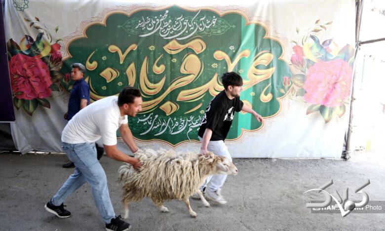بازار دام زنده ی عید قربان