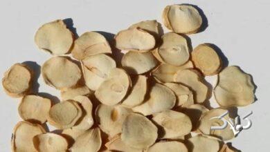 موسیر