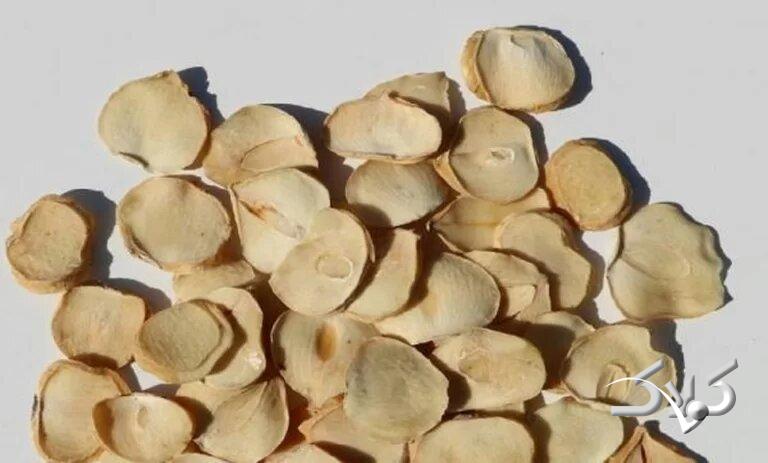 موسیر