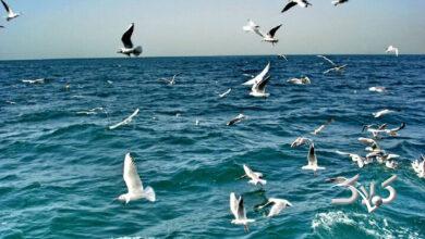 فراساحل جنوبی استان بوشهر مواج است