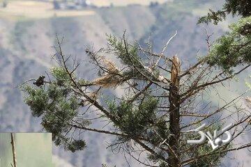 بیماری مرموزی که به جان درختان چالوس افتاده/ عکس