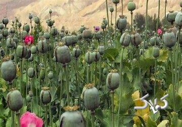 هیچ مجوزی برای کشت گیاهان مخدر صادر نشده است