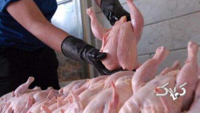 مرغ گران شد / بررسی قیمت امروز گوشت و مرغ