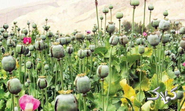 کاشت گسترده خشخاش در کشور توسط گروهی سودجو؛ جوانان در خطر هستند